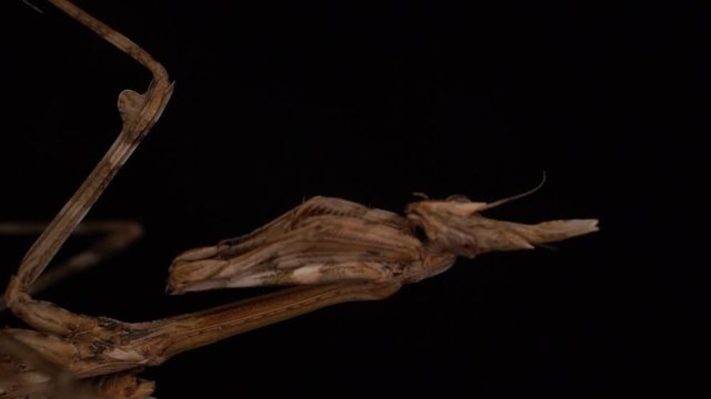 Extreme macro conehead mantis slow motion dutch tilt black background
