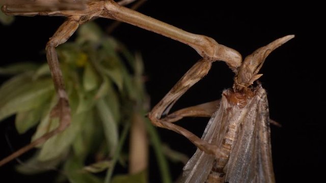 Brown conehead mantis extreme macro eating a moth on a hop flower