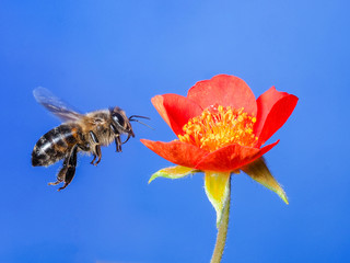 bee in flight no 1