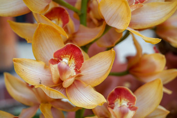 Obraz na płótnie Canvas frangipani flowers on a background