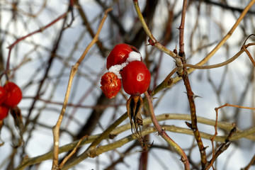 red berries in snow