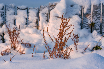 Dry grass near an old wooden fence in winter. Snow drifts in rural areas.Rural landscape.