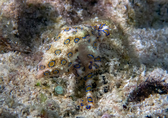 Fototapeta na wymiar Greater Blue-ringed Octopus (Hapalochlaena lunulata)