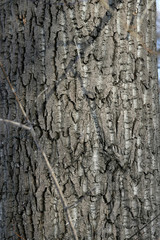 bark of a tree