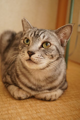 サバトラ猫