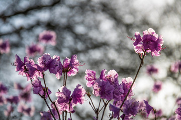 Frühlingsblüten