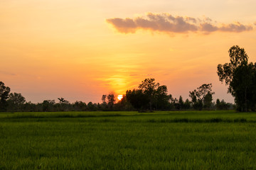 Rice field and sky background at sunset time. 