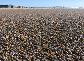 Fototapeta na wymiar Seashell Sea shell on the Pacific Coast in San Diego, California, USA. Pacific Coast in San Diego City...
