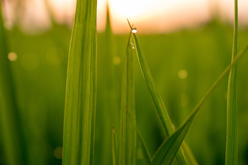Close up rice field sunset.Green rural fields at the sunset.