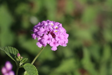 Purple and White flower
