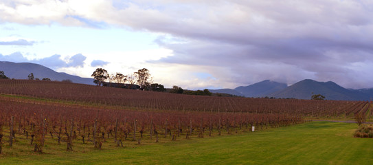Fototapeta premium Oakridge Vineyard Yarra Valley