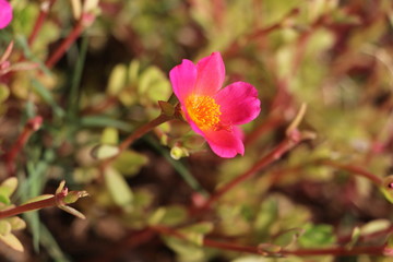 Obraz premium Pink and Red flower