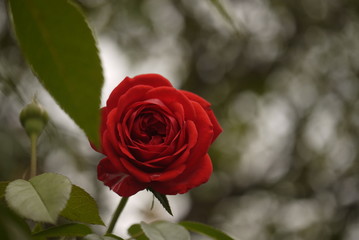 薔薇園に咲く妖艶な赤い薔薇