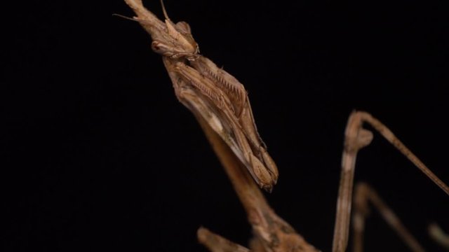 Extreme macro slow motion brown conehead mantis waiting for a prey