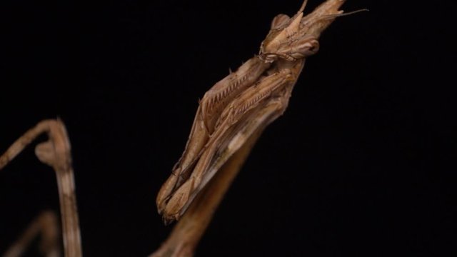 Extreme macro conehead mantis slow motion and black background