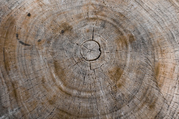 Fototapeta premium Wood texture of cut tree trunk, close-up