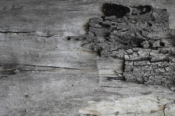 Wood texture of cut tree trunk, close-up