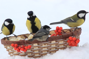 On the snow is a basket with crusts of bread, red mountain ash. Tits flew to the basket to eat.