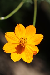 Orange flower