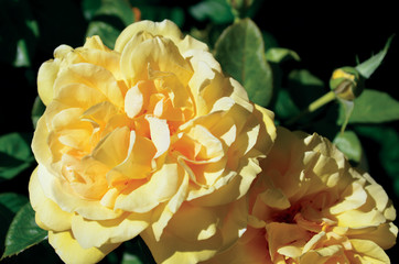 yellow roses