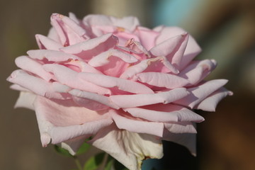 Light pink Rose