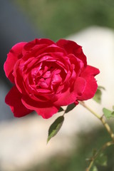 Red rose