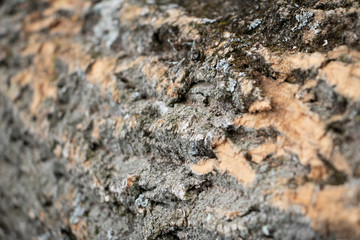 Closeup of Fallen Tree