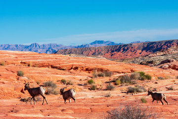 Herd of desert bighorn sheep, ovis canadensis nelsoni, walks through Valley of Fire State Park desert landscape with sweeping mountains under a blue sky