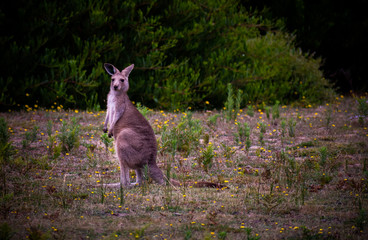 Kangaroo hanging around