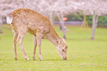 Naklejka na ściany i meble The deer under the cherry tree, Nara，Japan