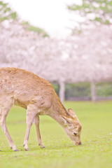 The deer under the cherry tree, Nara，Japan