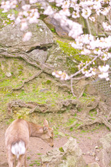 The deer under the cherry tree, Nara，Japan