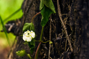 flower in forest