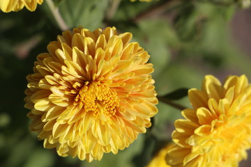 Yellow flower
