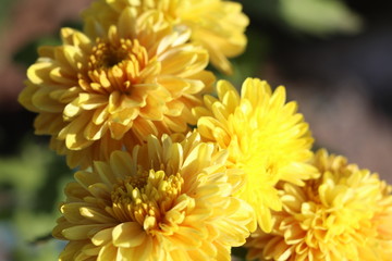 Yellow flower