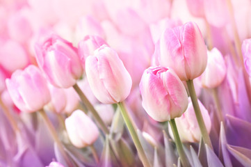 Fototapeta premium Spring blossoming tulips in garden, springtime pink flowers field background, pastel and soft floral card, selective focus, shallow DOF, toned