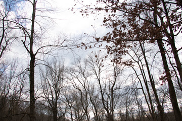 Fototapeta na wymiar Trees in Overcast Weather