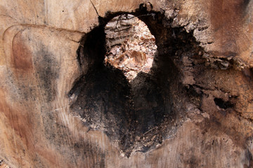 Inside of Tree Log