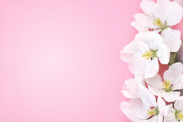 Fototapeta na wymiar Spring blossom/springtime cherry bloom, bokeh flower background, pastel and soft floral card, selective focus, shallow DOF, toned
