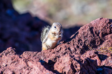 Close up. White-tailed antelope squirrel eats food standing on hind legs