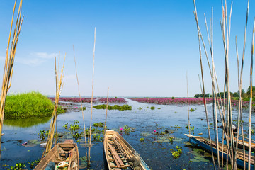Fototapeta premium Small boat in the Sea of red lotus