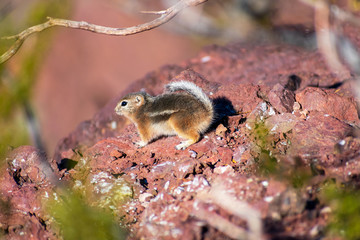 Portrait of white-tailed antelope squirrel in the desert landscape . Blurred foreground green tree, bush