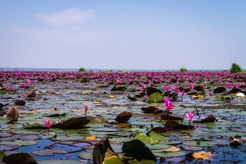 The sea of red lotus