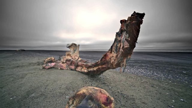 Rotting Whale Carcass Bones On Empty Beach Barrow, Alaska