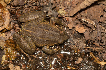 Sikkim Paa Frog, Nanorana liebigii, Sikkim, India