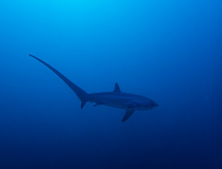 Pelagic Thresher Shark (Alopias pelagicus)