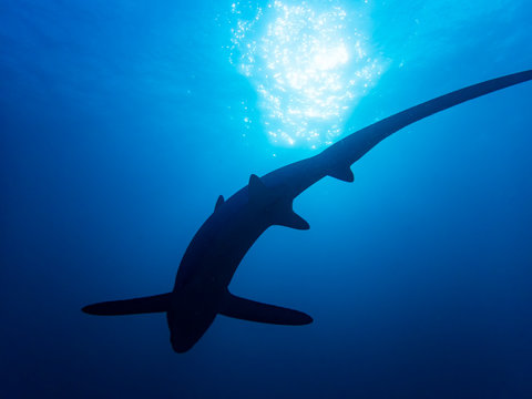 Pelagic Thresher Shark (Alopias Pelagicus)