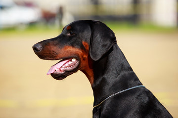 dog breed Doberman Pinscher