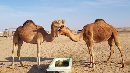 Two camels in a desert landscape, loving each other