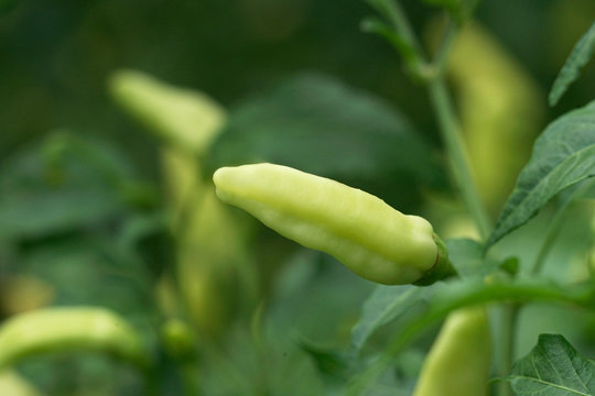 Cayenne peppers spicy close up on trees bokeh background. Java Indonesia
